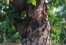 Primo Censimento degli alberi storici di ciliegia ‘Ferrovia’ ​