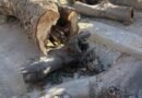 Al via il taglio degli ippocastani di via Sannicandro ​