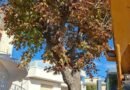 Via Sannicandro, si abbattono altri alberi (ma non tutti) ​